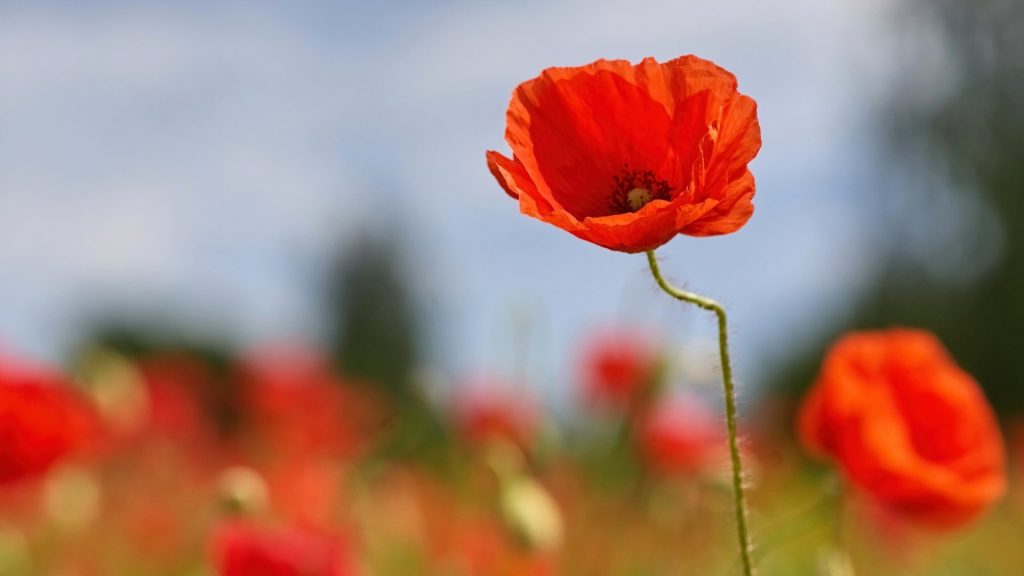 what are opioids? they originate from the opium poppy plant